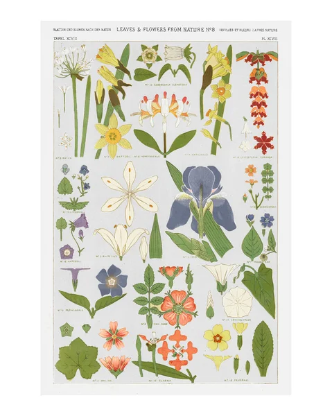 Set Van Bladeren Bloemen Vintage Illustratie Muur Kunst Print Poster — Stockfoto