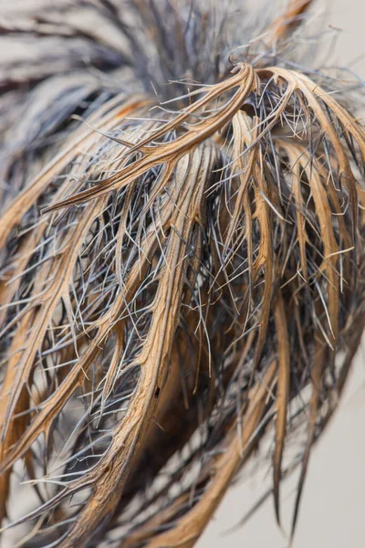 Dried Blue Thistle Flower Macro Shot — Stock Photo, Image