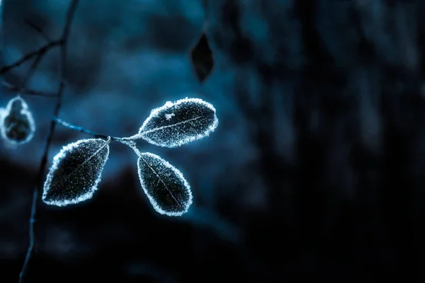 Leaves Covered Frost Buachaille Etive Mor — Stock Photo, Image