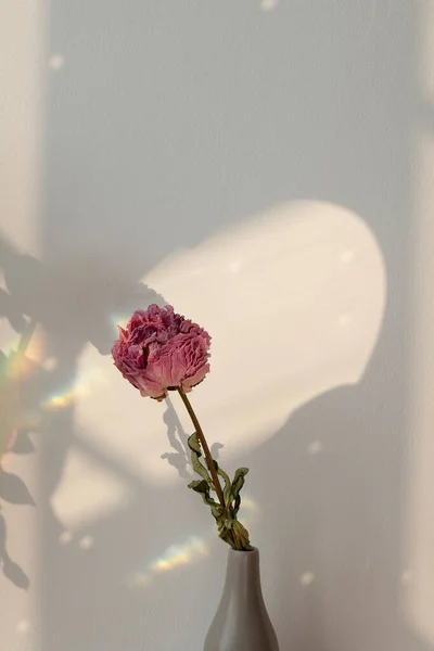 Сушёный Розовый Пионский Цветок Серой Вазе — стоковое фото