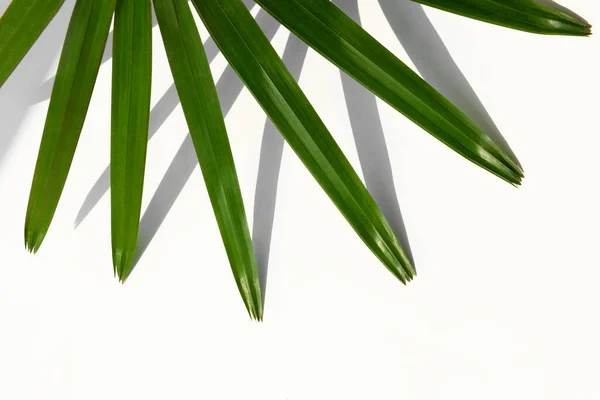 초록빛 야자나무 — 스톡 사진