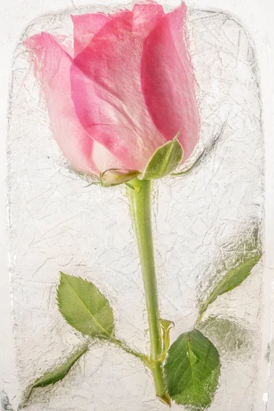 Ροζ Τριαντάφυλλο Λουλούδι Κατεψυγμένα Στον Πάγο — Φωτογραφία Αρχείου
