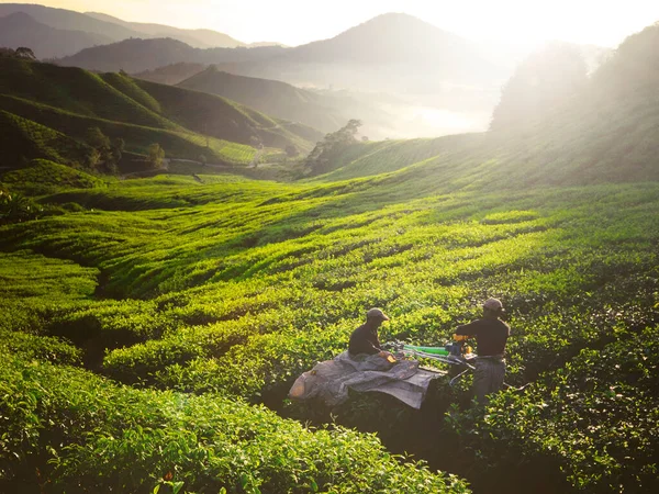 Recolectores Amanecer — Foto de Stock