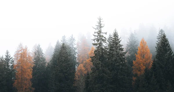 Podzim Mlhavém Údolí Dolomitů Itálie — Stock fotografie