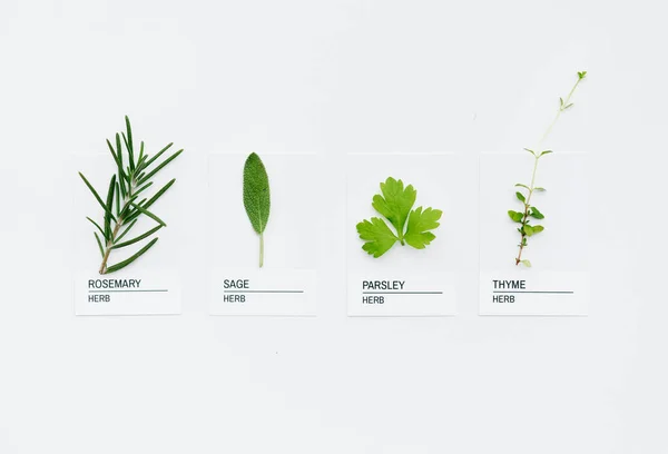 Différents Types Herbes — Photo