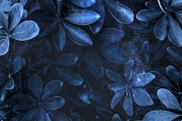 Φύλλα Φυτικό Μοτίβο Μπλε Φόντο — Φωτογραφία Αρχείου