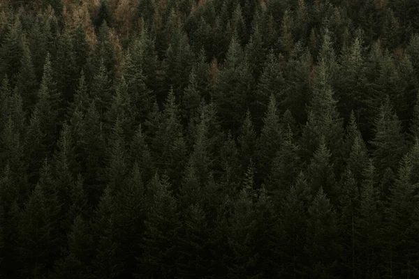 Zwarte Bos Met Naaldbomen Groenblijvende Bomen — Stockfoto
