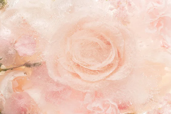 Rózsaszín Virágzó Rózsa Virág Háttér — Stock Fotó