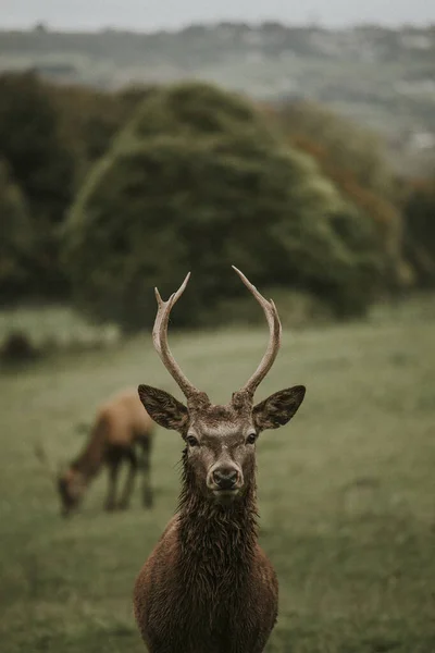 在草地上的鹿 — 图库照片