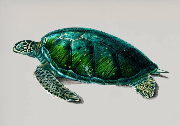 Illustration Vintage Tortue Mer Verte — Photo