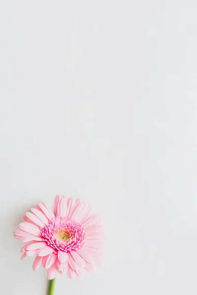 Fleur Marguerite Gerbera Rose Clair Unique Sur Fond Gris — Photo