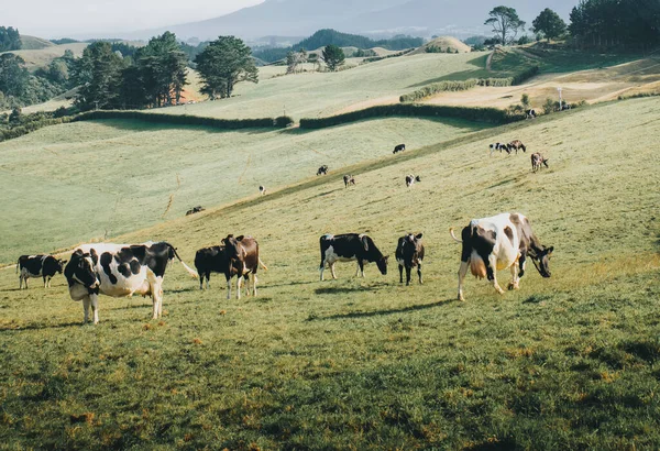 Herd Black White Cows Grassland — Stock Photo, Image