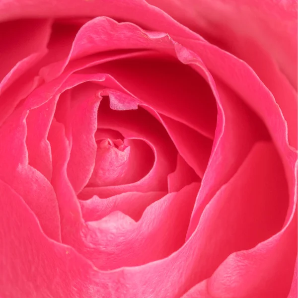 Petali Rosa Vibrante Macro Fotografia — Foto Stock
