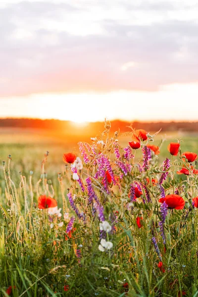 Zachód Słońca Nad Polem Dzikich Kwiatów Okresie Letnim — Zdjęcie stockowe