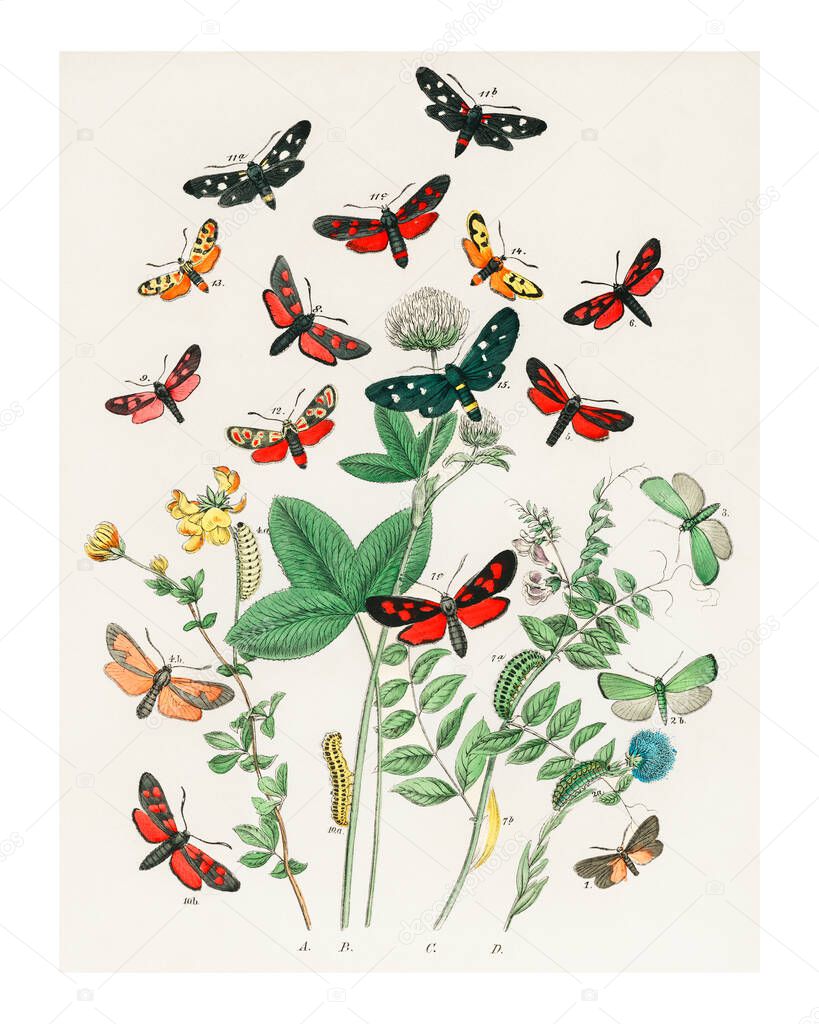 Fluttering butterflies and caterpillars vintage illustration wall art print and poster design remix from original artwork.