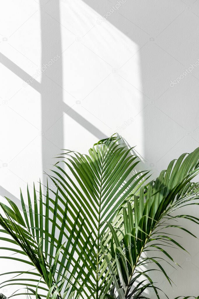 Fresh green areca palm leaf by a white wall