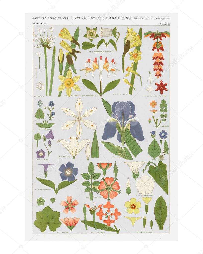 Set of leaves and flowers vintage illustration wall art print and poster design remix from original artwork of Owen Jones.