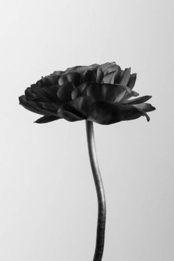Monotone ranunculus flower concept clipart