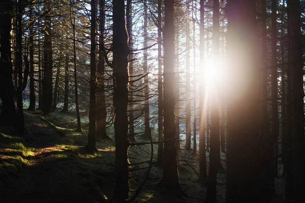 Güneş Işığı Ngiltere Nin Lake District Bölgesindeki Whinlatter Ormanı Nda — Stok fotoğraf