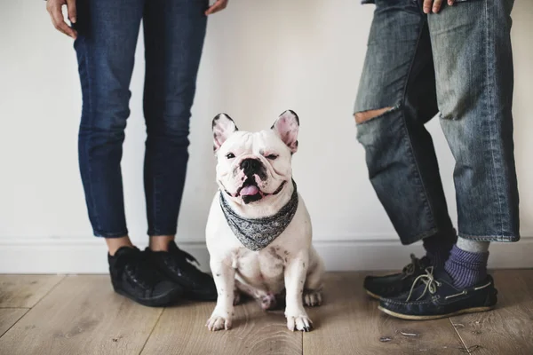 Fransız Bulldoglu Asyalı Çift — Stok fotoğraf