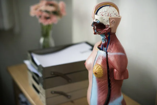 Modelo Anatomía Humana Vista Cerca — Foto de Stock