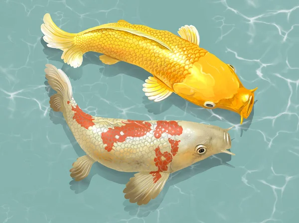 Dwie Japońskie Ryby Koi Pływające — Zdjęcie stockowe