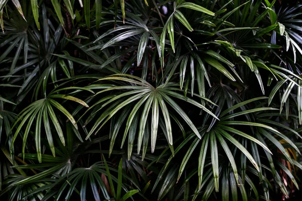 Фон Тропічних Зелених Пальмових Листя — стокове фото