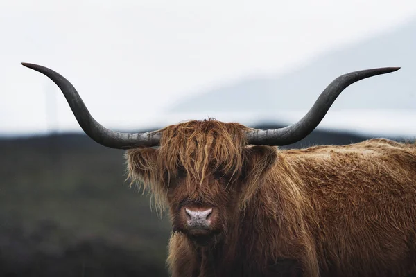 Closeup Hairy Scottish Highland Cattle — Stock Photo, Image