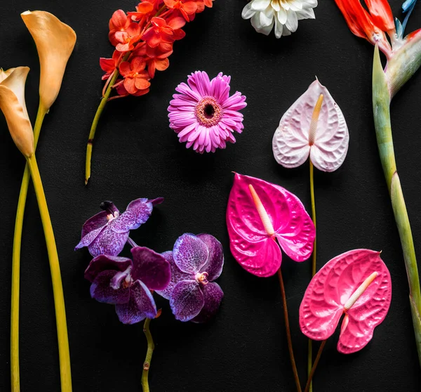 Πολύχρωμα Τροπικά Λουλούδια Μαύρο Φόντο — Φωτογραφία Αρχείου