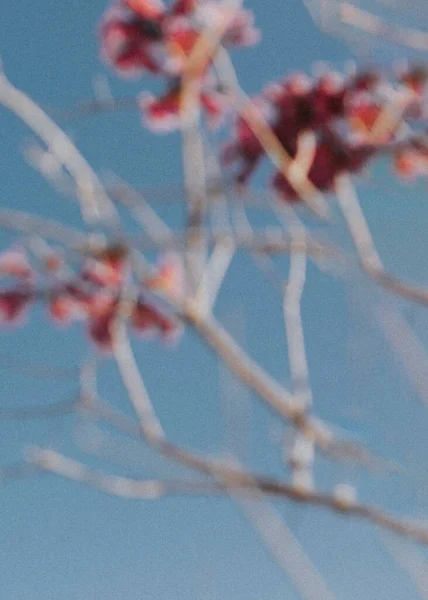 Rosafarbene Blumen Strahlend Blauen Sommerhimmel — Stockfoto