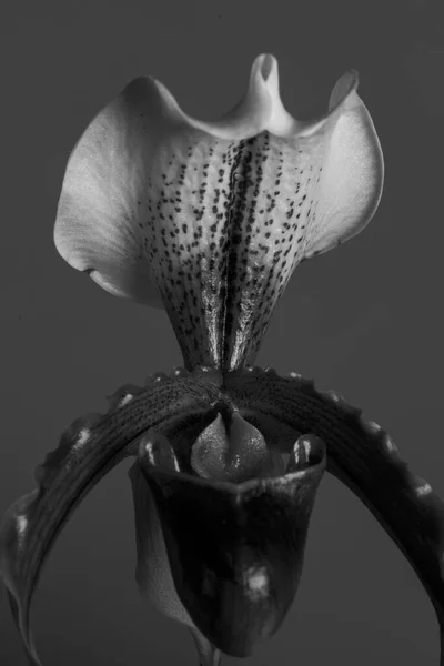 Beyaz Cymbidium Orkidesini Kapat — Stok fotoğraf