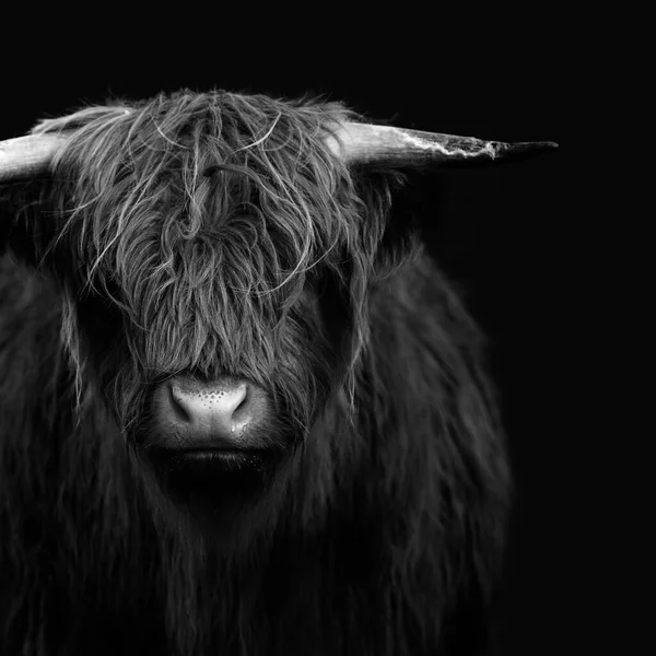 黑白相间的高地小牛犊 — 图库照片