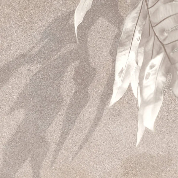 Τροπικά Φύλλα Σκιά Έναν Τοίχο — Φωτογραφία Αρχείου