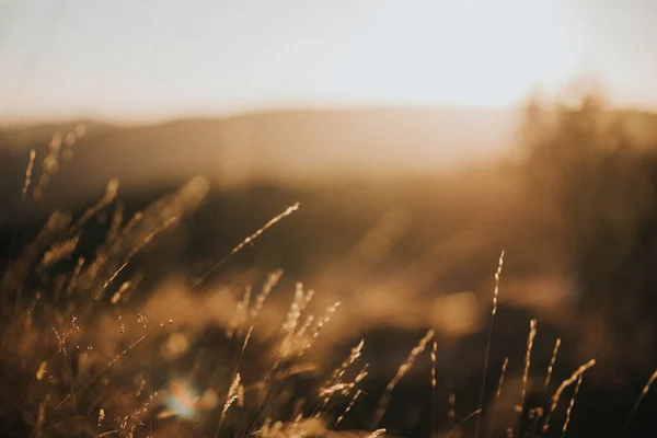 View Brown Grass Field — Stock Photo, Image