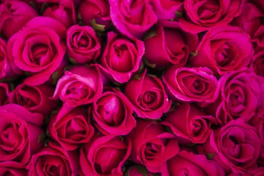 Kırmızı güller desenli arka plan