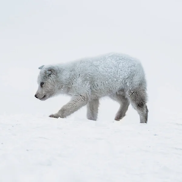 Leuke Groenlandse Sledehond Puppy Wandelen Sneeuw — Stockfoto