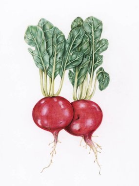 El çizimi turp çizimi