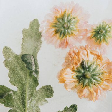 Kasımpatı çiçekleri ve buz içinde donmuş yapraklar, hava kabarcıkları, pastel tarzında.