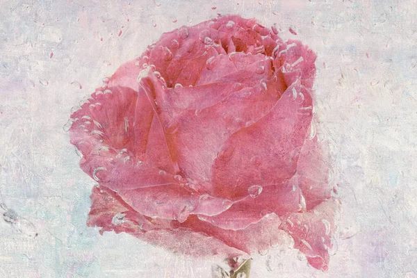 Ροζ Υγρό Τριαντάφυλλο Λουλούδι — Φωτογραφία Αρχείου