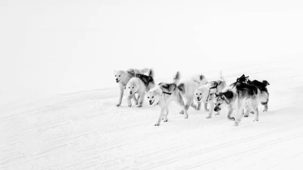 Kutya Szánkózás Hóban Grönlandon — Stock Fotó