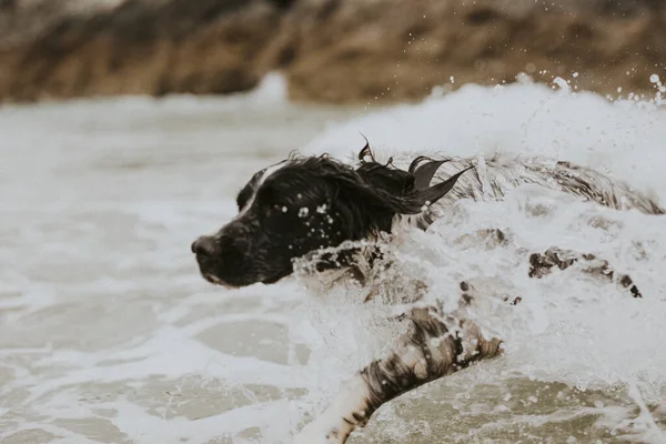 Cão Alegre Desfrutando Mar — Fotografia de Stock