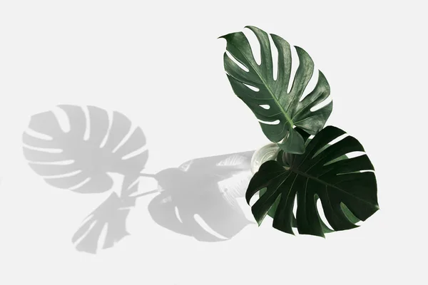 Monstera Delicosa Plantenblad Een Gebroken Witte Achtergrond — Stockfoto