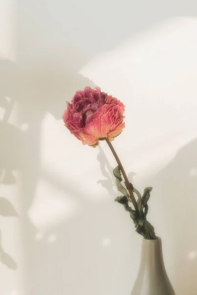 Pivoine Rose Séchée Dans Vase Gris — Photo