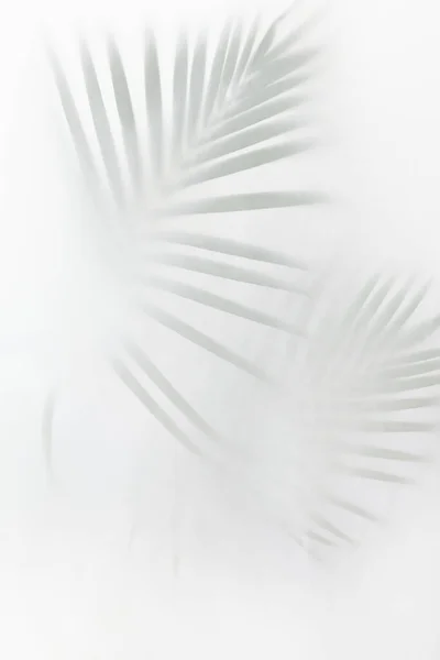 Verschwommene Grüne Palmenblätter Auf Weißem Hintergrund — Stockfoto