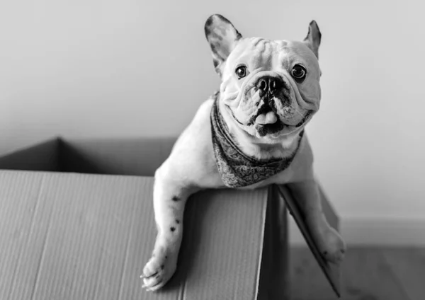 Primer Plano Del Bulldog Francés Una Caja Papel — Foto de Stock