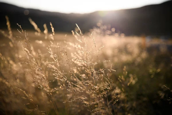 Wiese Mit Gras Bei Sonnenuntergang — Stockfoto