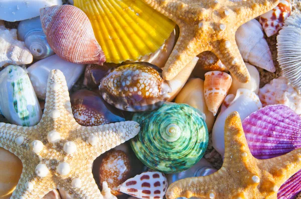 Bodegón Playa Conchas Marinas Estrellas Mar —  Fotos de Stock