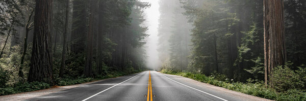Живописный маршрут в Национальном лесу Редвуд в Калифорнии, США