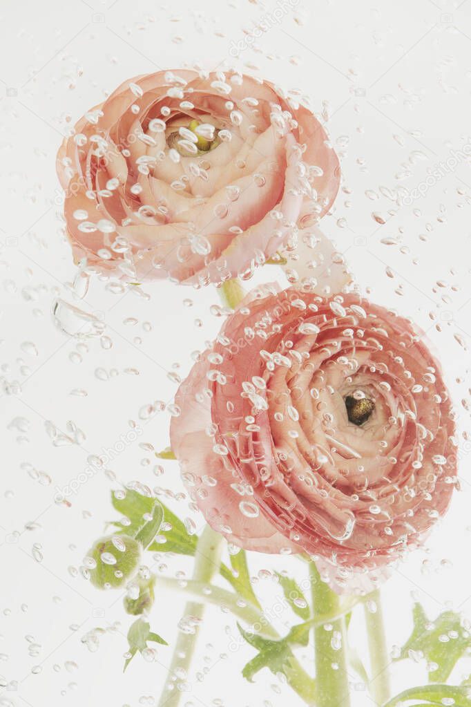 Pale pink buttercup flowers in water covered with air bubbles