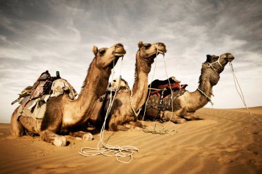 Thar çöl, Rajasthan, Hindistan dinlenme develer